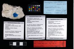 Foto (Objekt + Etikett) von Bopyridae indet.  (NHMW-GEO-2007z0149-0316b)